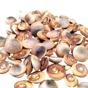 Vintage Red Cat Eye Operculum Shells 100 Pcs For Crafting Jewelry & Decor